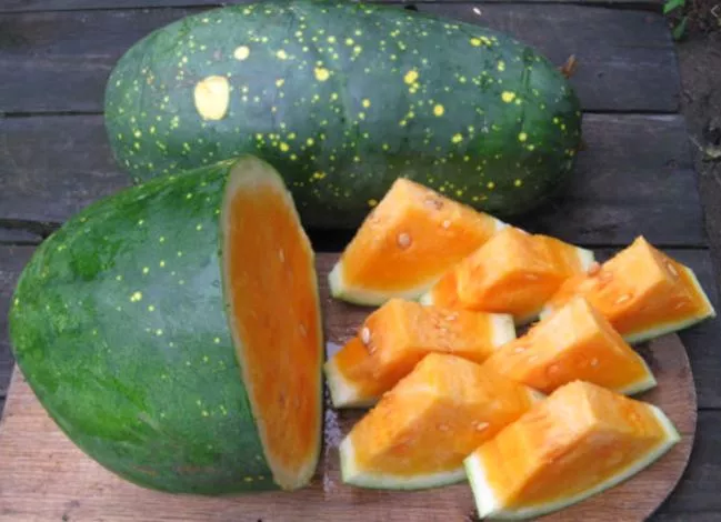 Moon & Stars Yellow Watermelon