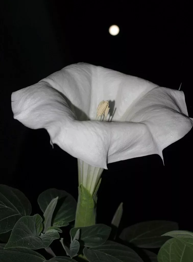 moonflower-giant-white-ipomoea Moonflower - Giant White - Ipomoea