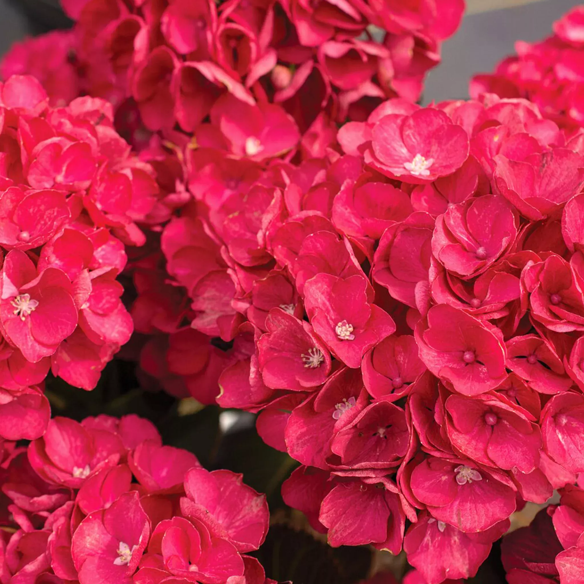 mophead-hydrangea Mophead Hydrangea