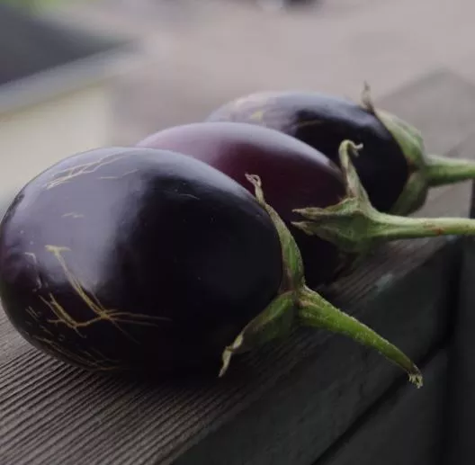 Morden Midget Eggplant