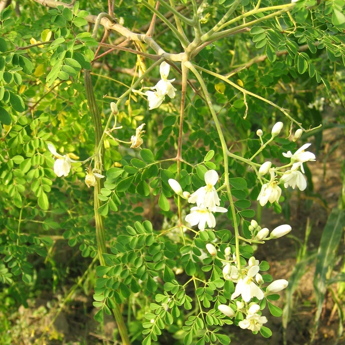 moringa-drumstrick-tree Moringa (Drumstrick Tree)