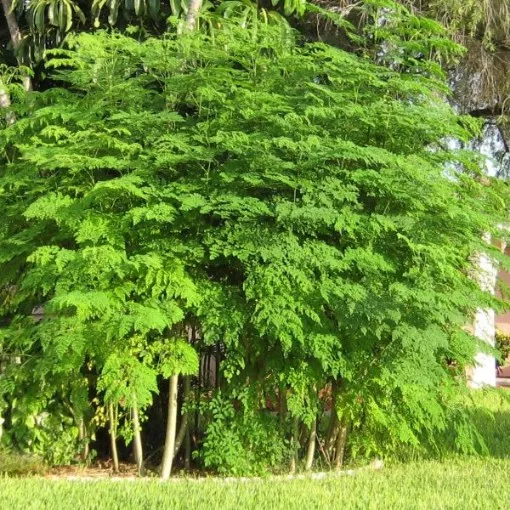 Moringa Tree Seeds