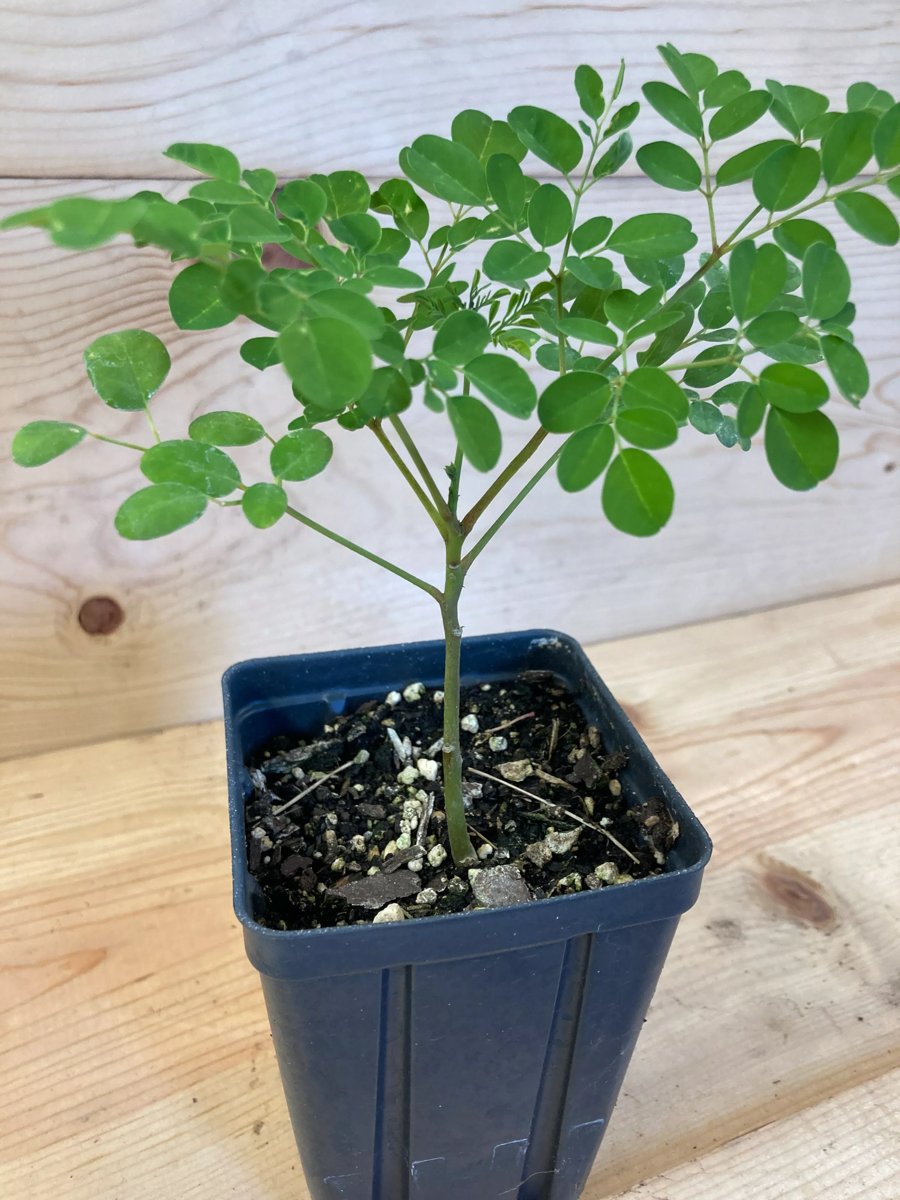 moringa Moringa