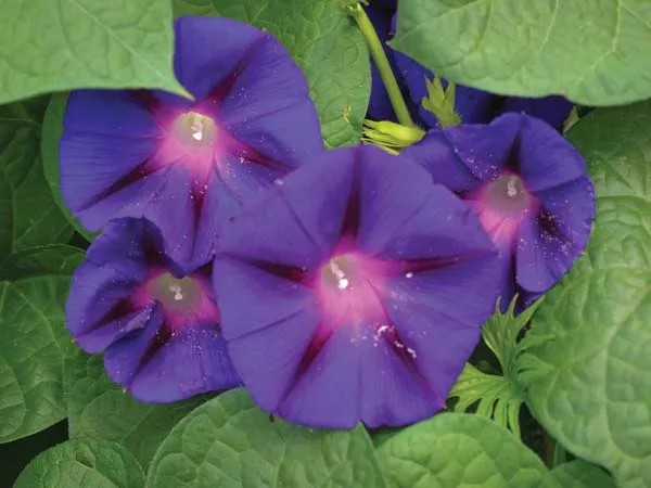 Morning Glory - Grandpa Ott's