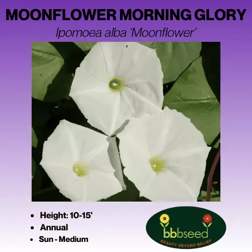Morning Glory – Ipomoea alba ‘Moonflower’