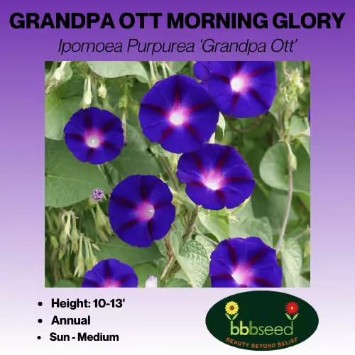 Morning Glory – Ipomoea Purpurea ‘Grandpa Ott’