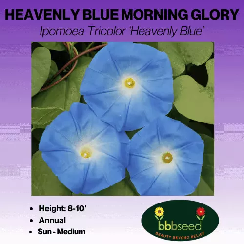 Morning Glory – Ipomoea Tricolor ‘Heavenly Blue’