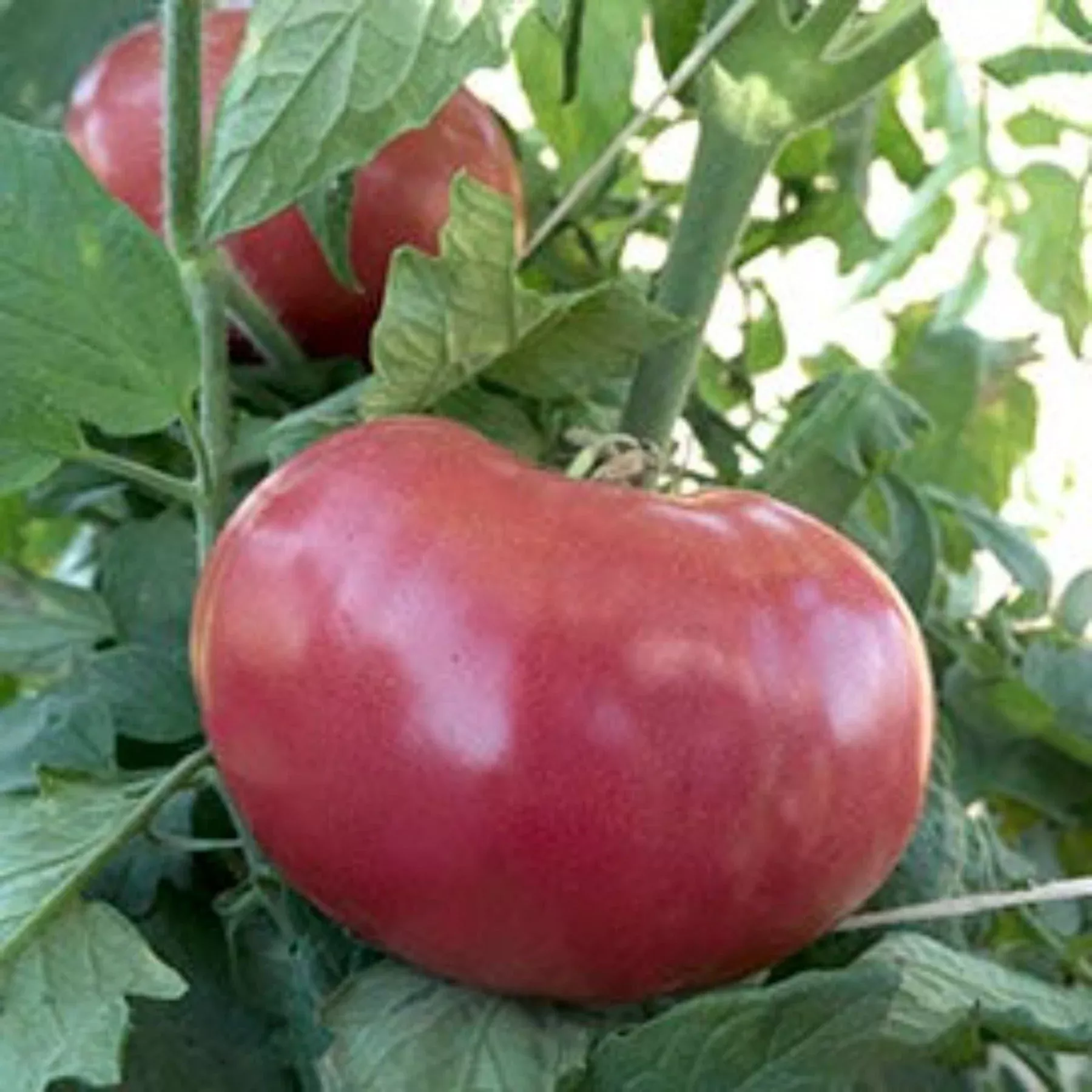 mortgage-lifter-heirloom-tomato-seeds Mortgage Lifter Heirloom Tomato Seeds
