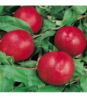 morton-nectarine Morton Nectarine