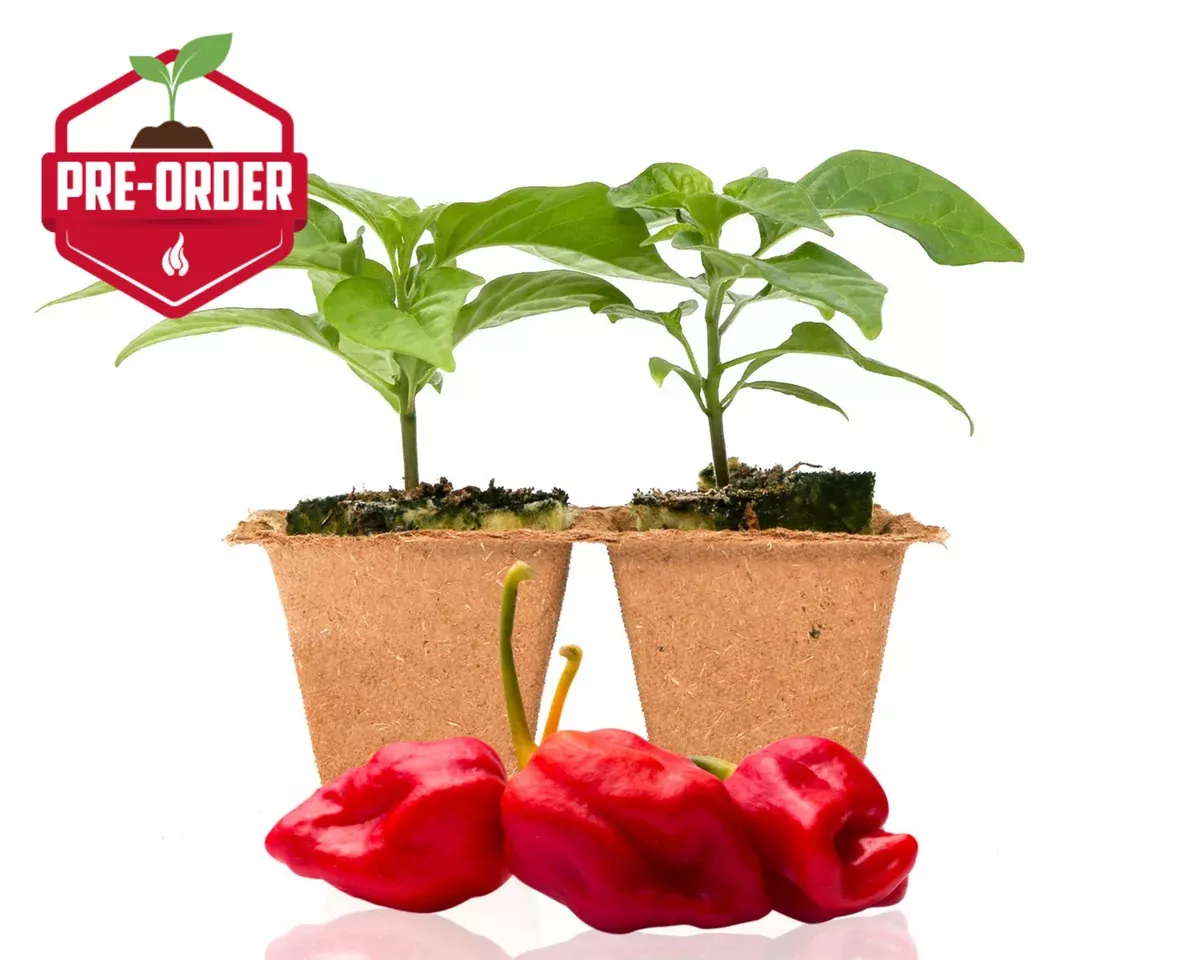moruga-trinidad-scorpion-pepper-plants Moruga Trinidad Scorpion Pepper Plants
