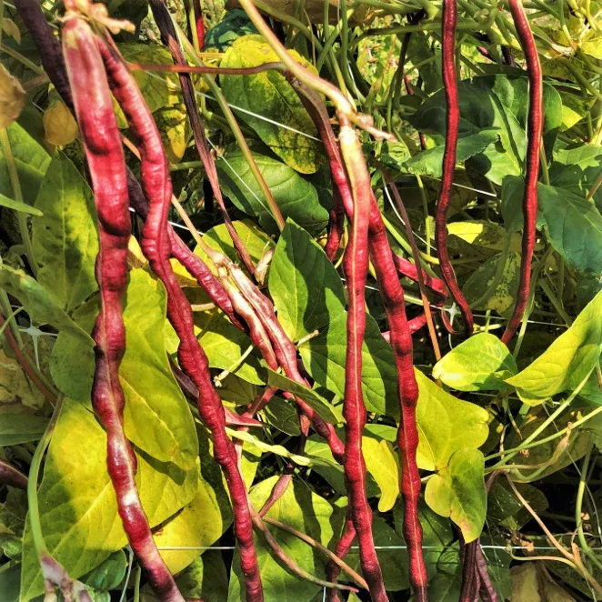 mosaic-yard-long-bean Mosaic Yard Long Bean