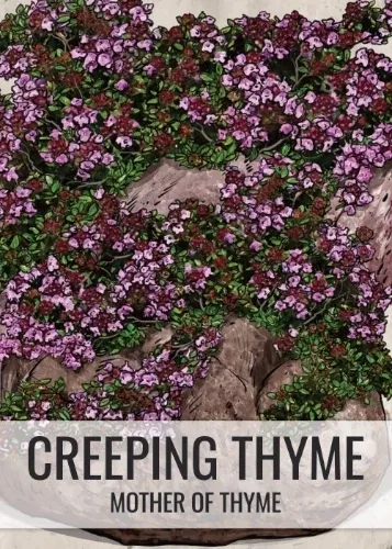 Mother of Thyme, Creeping Thyme Seeds For Planting (Thymus serpyllum)