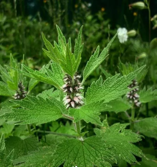 Motherwort