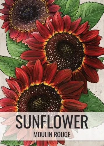 moulin-rouge-sunflower-seeds-planting-helianthus-annuus Moulin Rouge Sunflower Seeds For Planting (Helianthus annuus)
