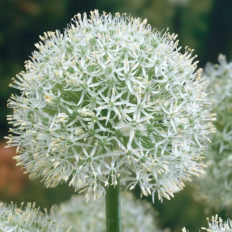 mount-everest-allium Mount Everest Allium