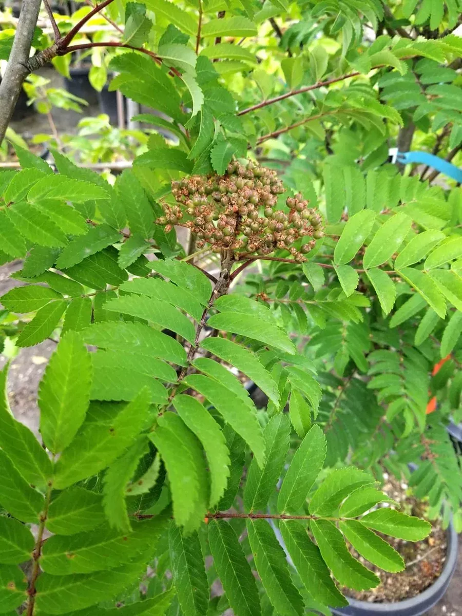 mountain-ash-pyramidal-5-gal-bl Mountain Ash:'Pyramidal' - 5 Gal (Bl)