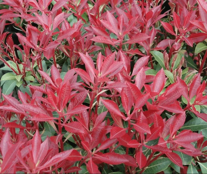 mountain-fire-pieris Mountain Fire Pieris