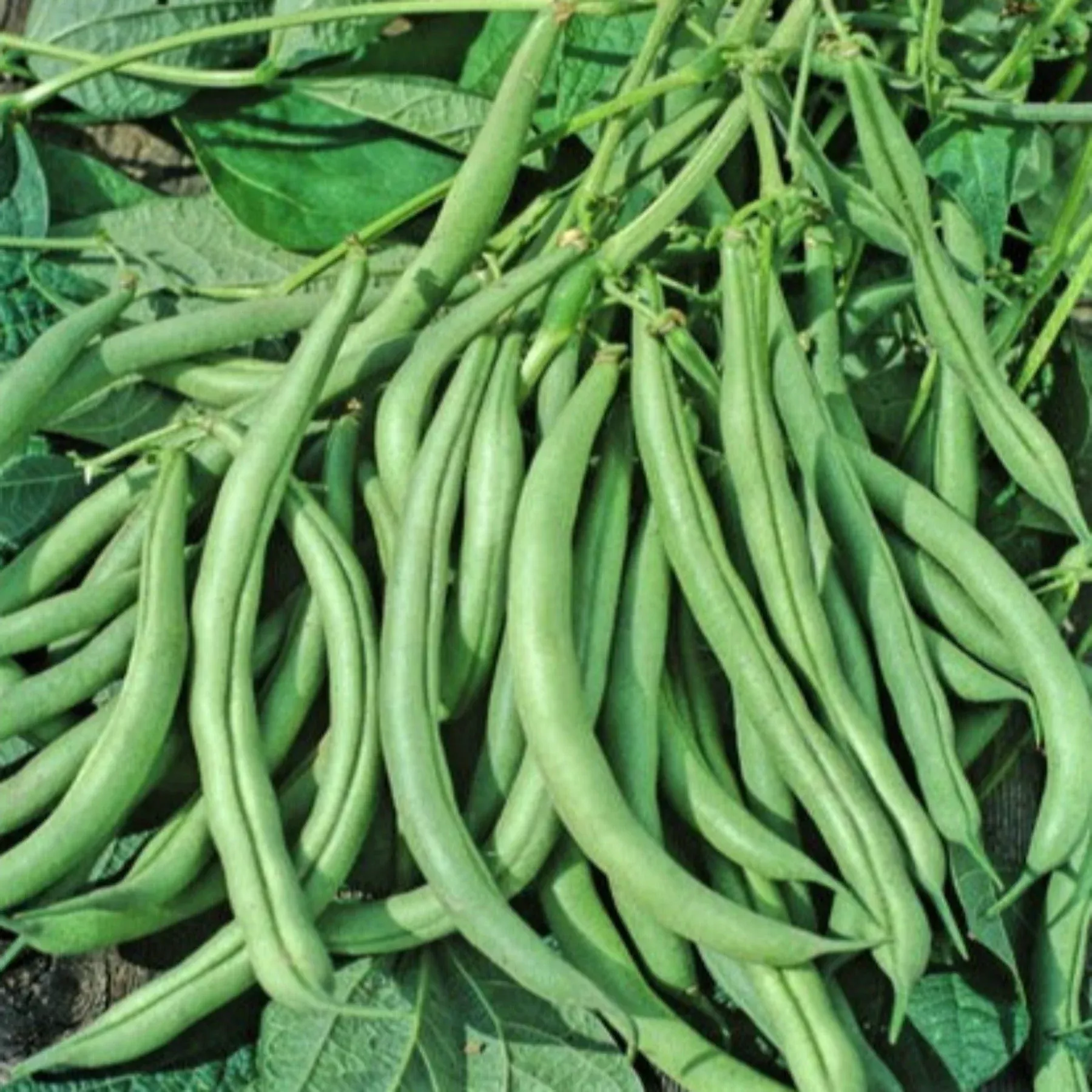 mountain-half-runner-heirloom-green-bean-seeds Mountain Half Runner Heirloom Green Bean Seeds