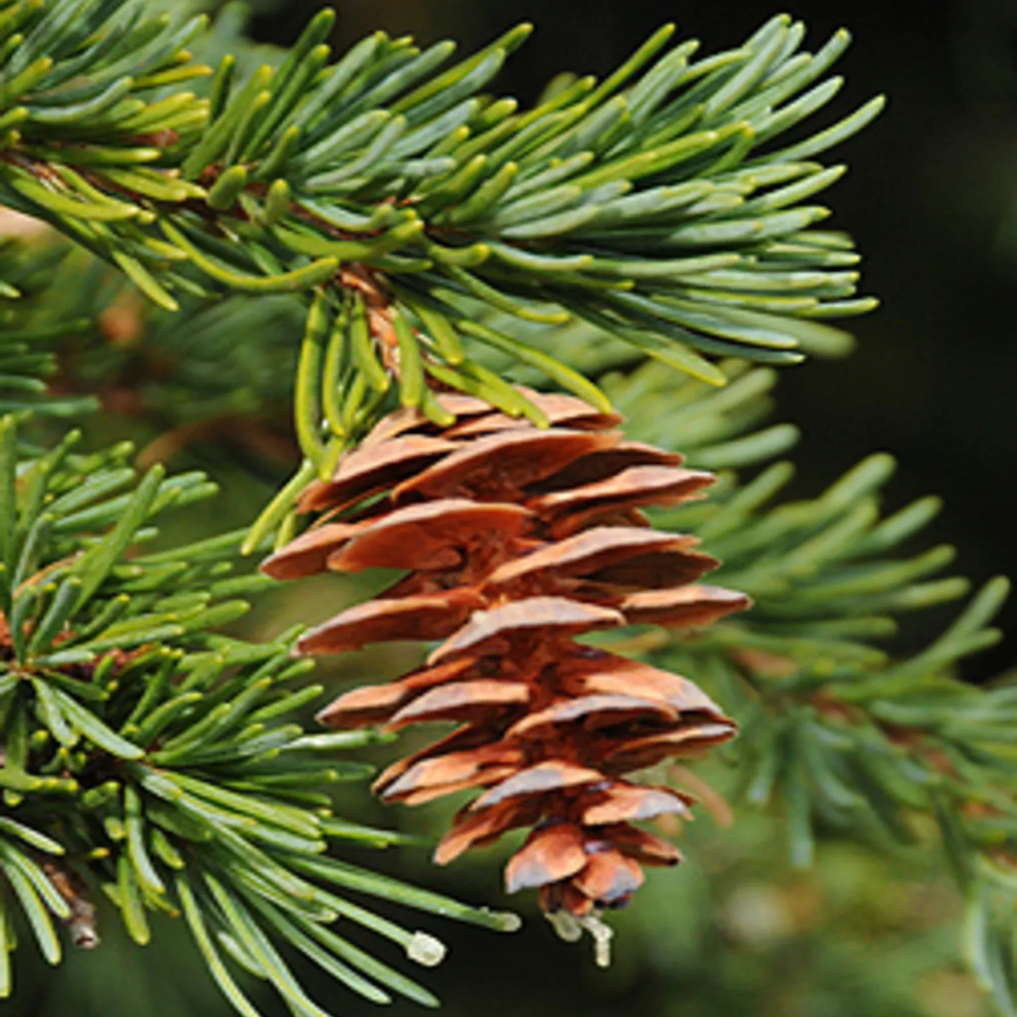 mountain-hemlock Mountain Hemlock