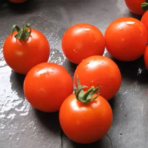 mountain-magic-vfff-hybrid-tomato Mountain Magic VFFF Hybrid Tomato