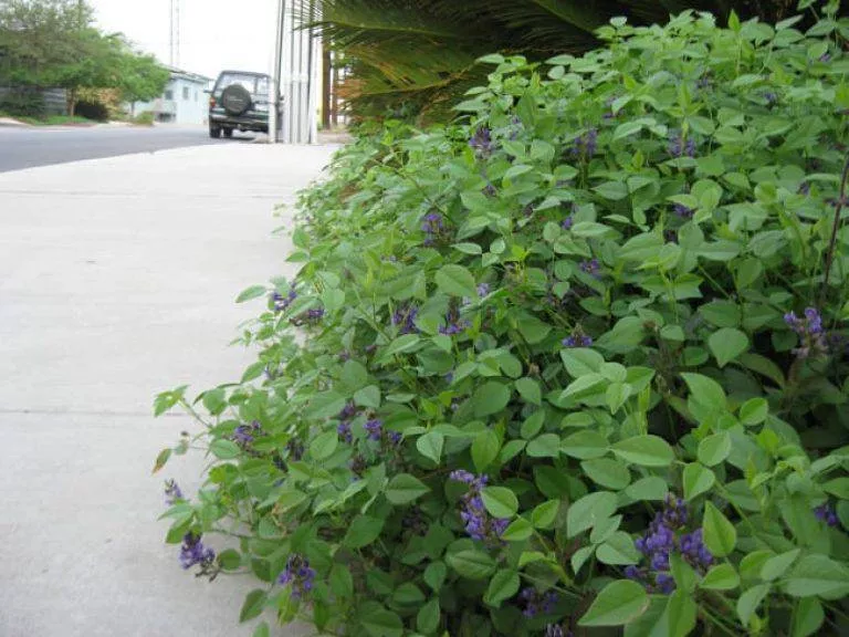 mountain-pea Mountain Pea