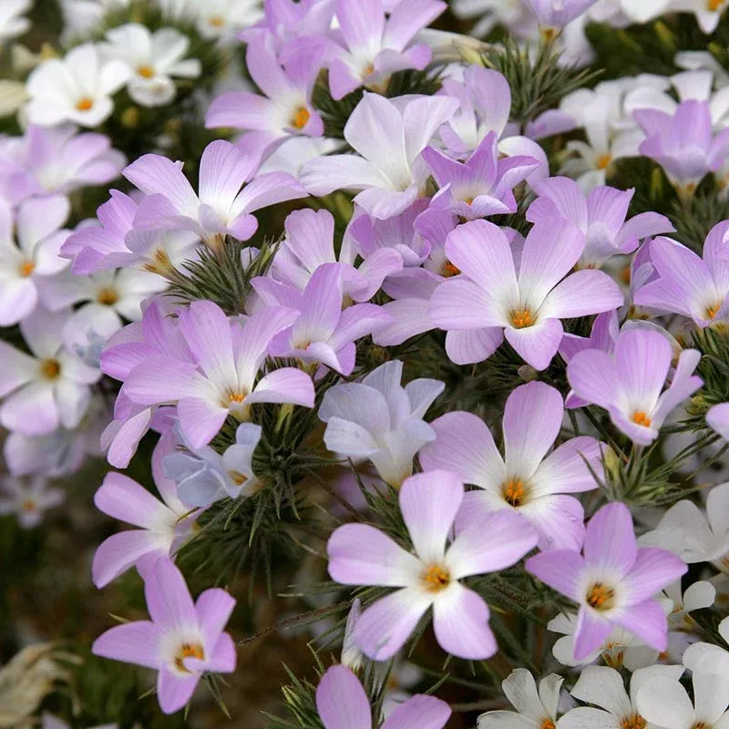 mountain-phlox-seeds Mountain Phlox Seeds