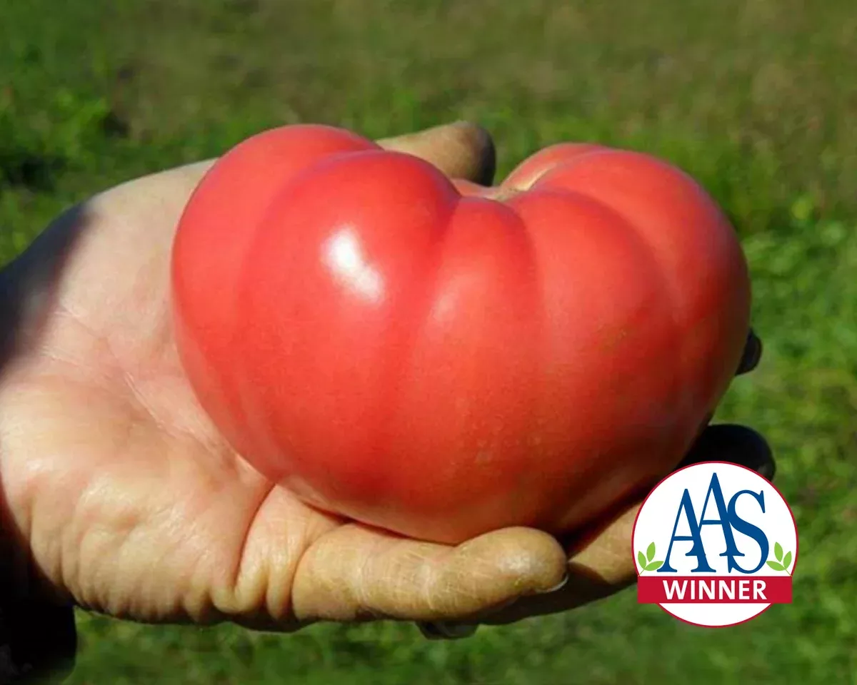 mountain-rouge-hybrid-tomato-seeds Mountain Rouge Hybrid Tomato Seeds