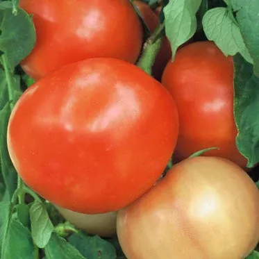 mountain-spring-vff-tomato Mountain Spring VFF Tomato