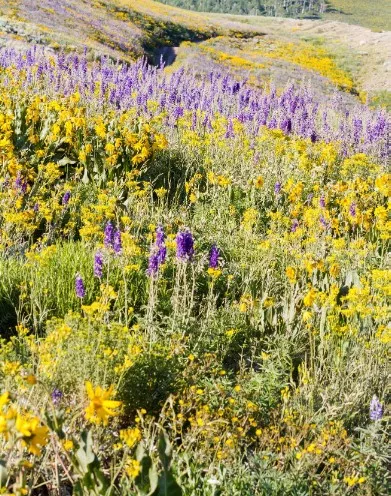 mountain-wildflower-mix-proprietary-blend Mountain Wildflower mix-Proprietary blend