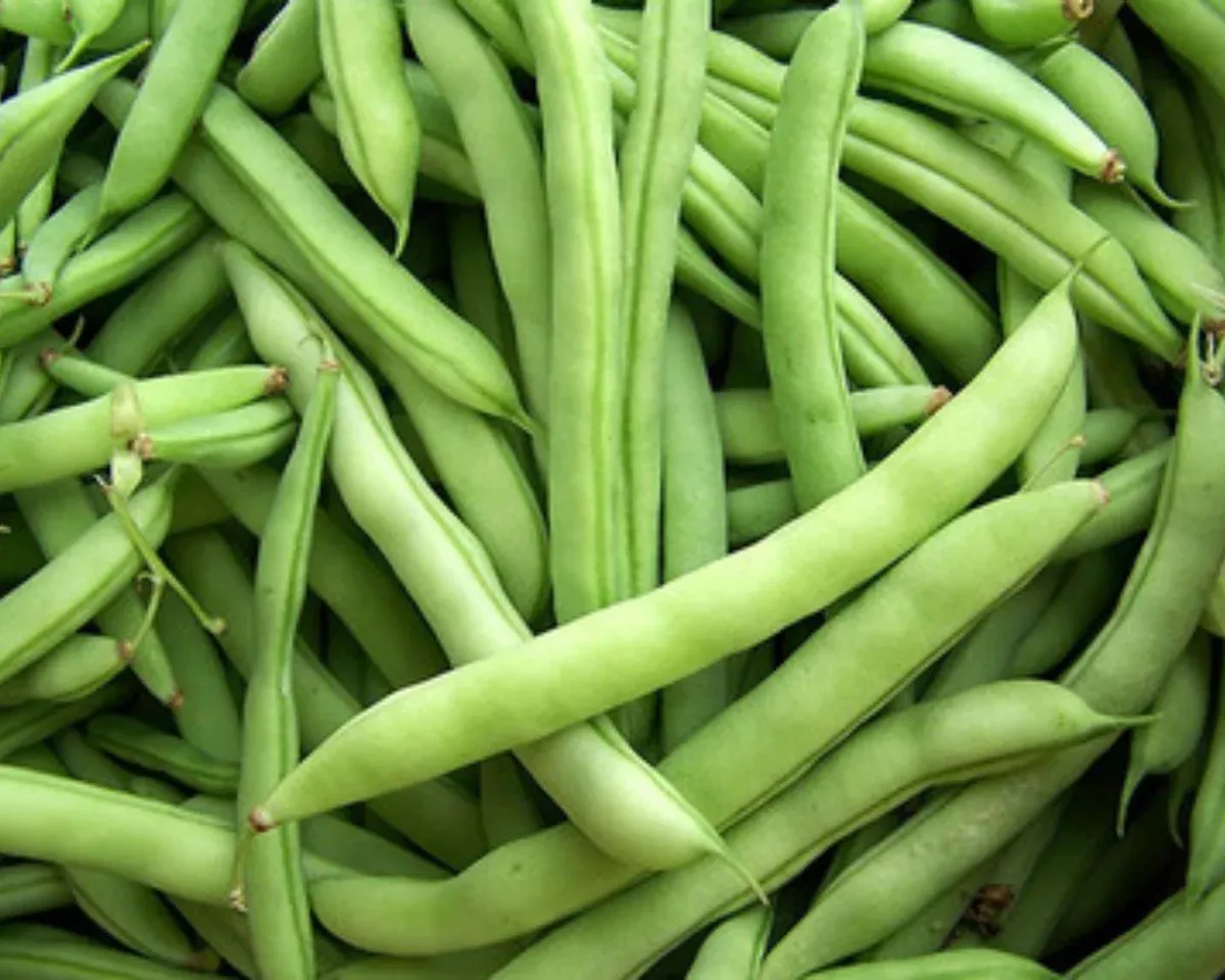 mountaineer-white-half-runner-bean-seeds Mountaineer White Half Runner Bean Seeds