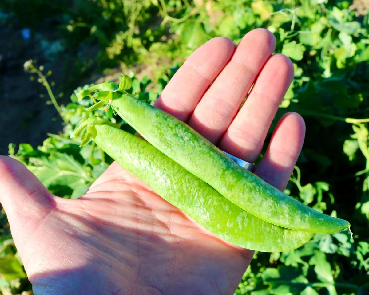 mr-big-pea-seeds Mr. Big Pea Seeds