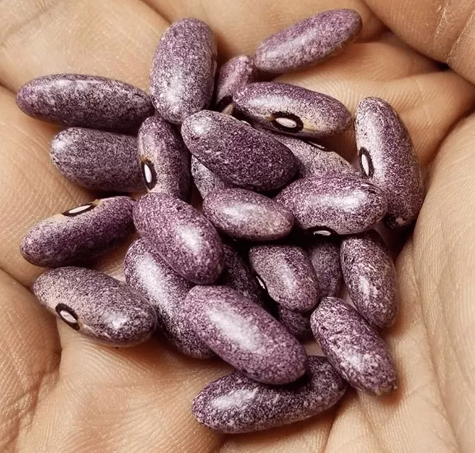 mrocuimere-bean Mrocuimere Bean