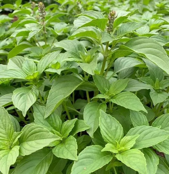 mrs-burns-lemon-basil Mrs. Burns' Lemon Basil