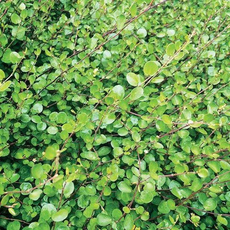 Muehlenbeckia axillaris (creeping wire vine)