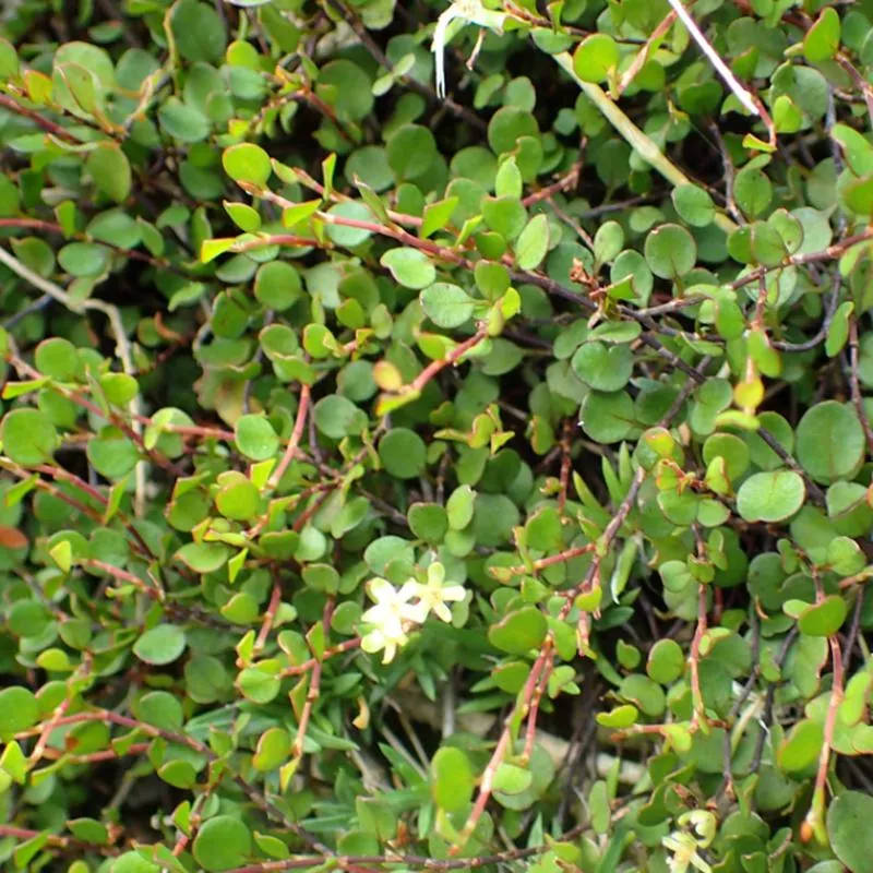 muehlenbeckia-axillaris Muehlenbeckia axillaris