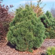 Mugo Pine: 'Big Tuna'- 2 Gal (Bl)