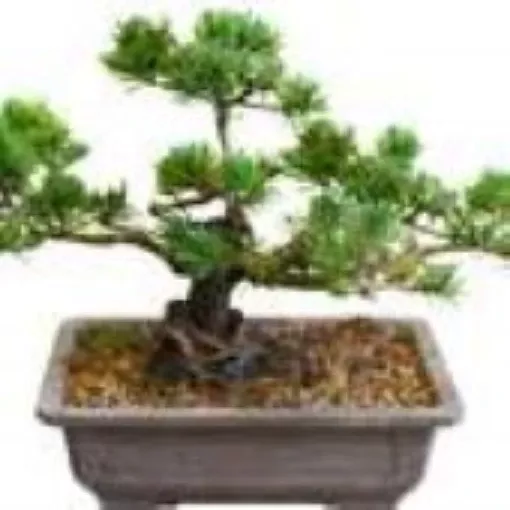 mugo-pine-bonsai-tree Mugo Pine Bonsai Tree