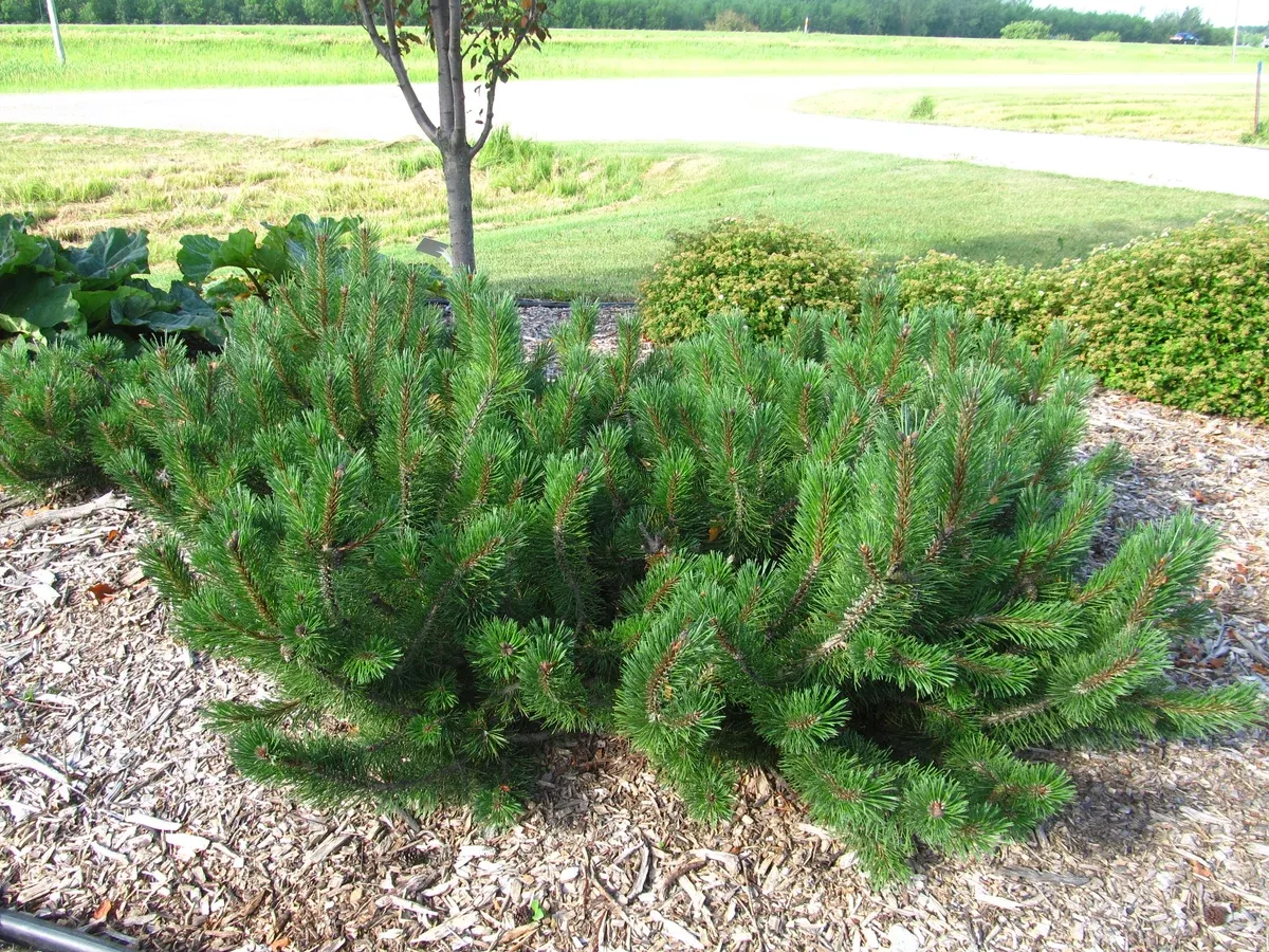 mugo-pine-dwarf-5-gal-bl Mugo Pine:'Dwarf'- 5 Gal (Bl)