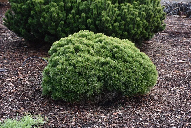 mugo-pine-palouse-3-gal-is Mugo Pine: 'Palouse'- 3 Gal (IS)