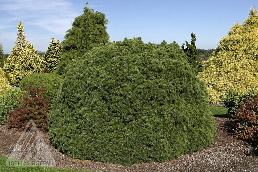 mugo-pine-trudwarf-palouse Mugo Pine TRUdwarf 'Palouse'