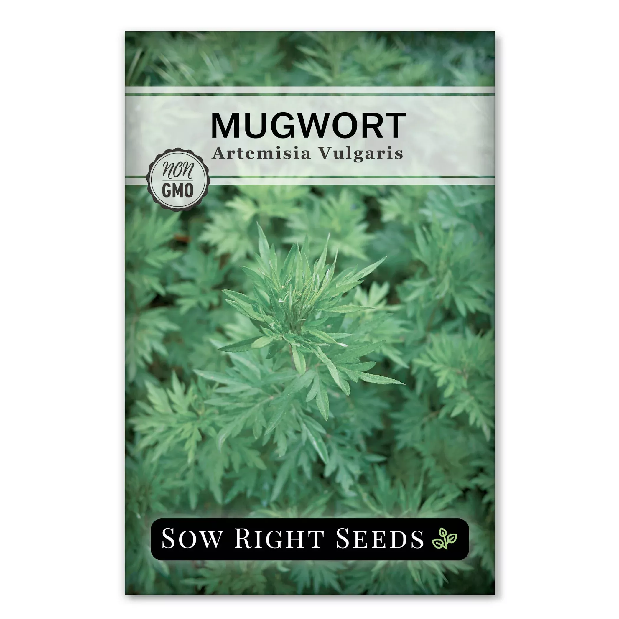 mugwort-seeds Mugwort Seeds