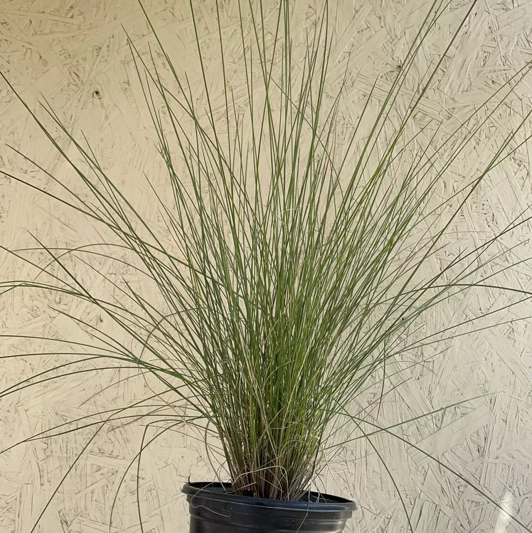 Muhlenbergia capillaris