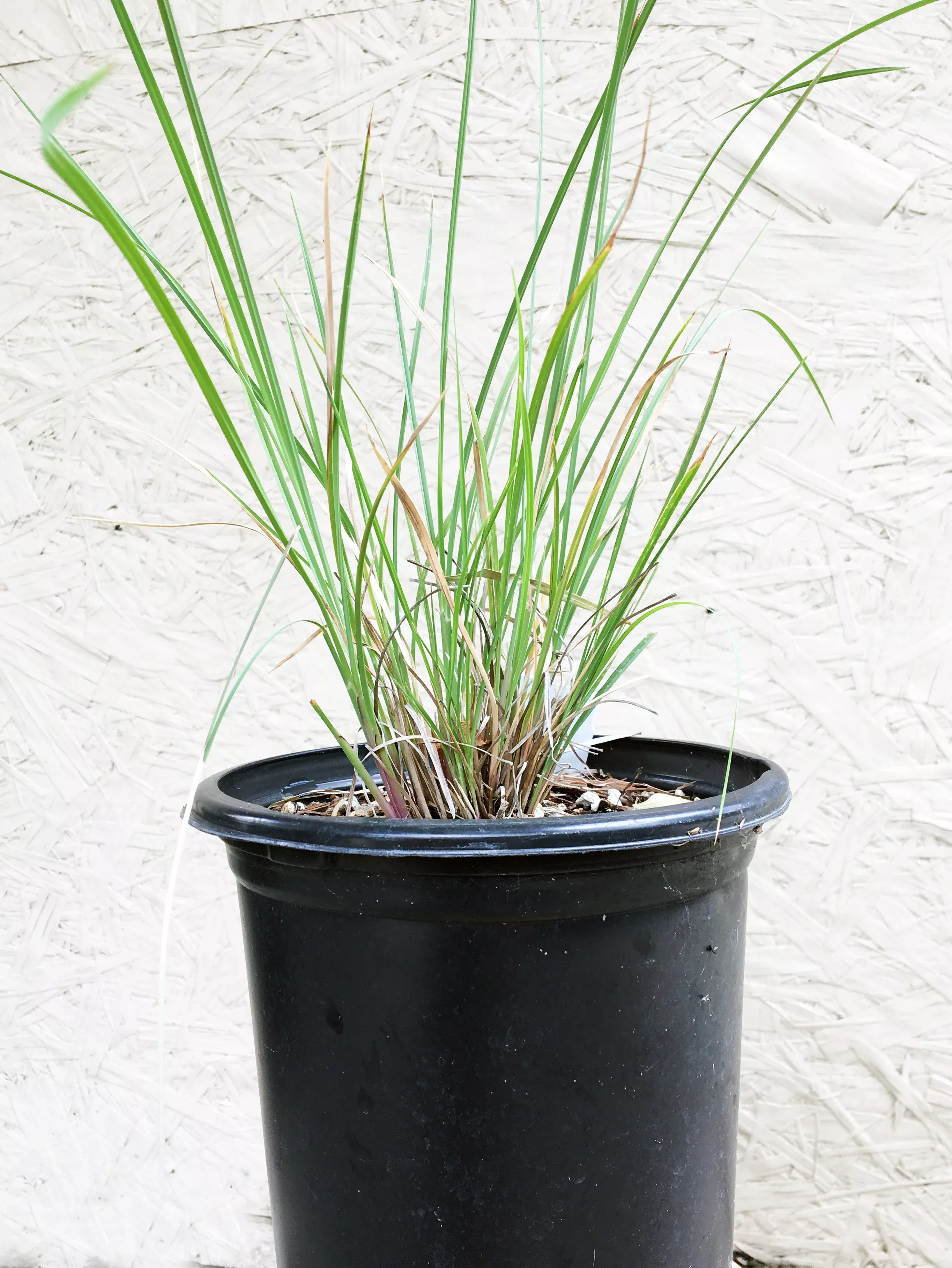 muhlenbergia-lindheimeri Muhlenbergia lindheimeri