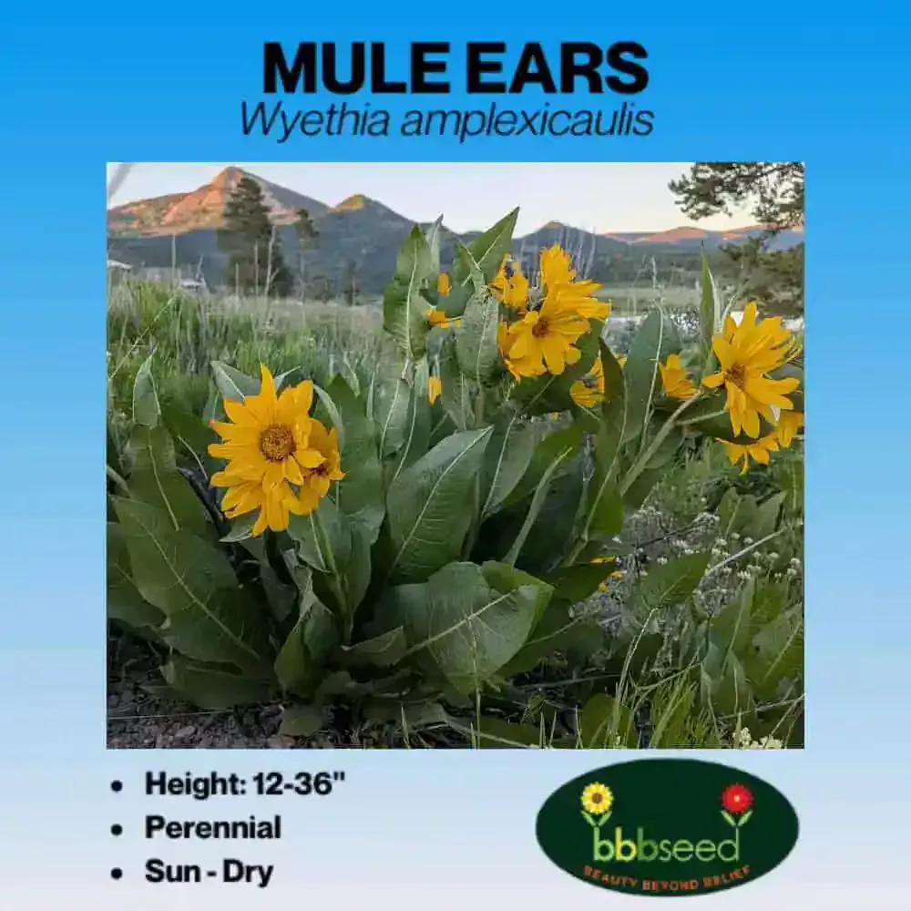 Mule Ears – Wyethia amplexicaulis