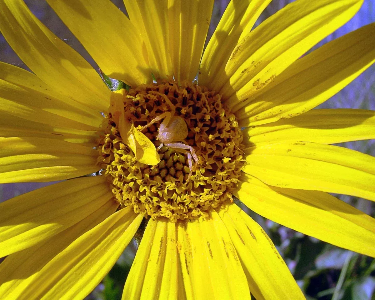 mule-s-ears-seeds-wyethia-angustifolia Mule's Ears Seeds (Wyethia angustifolia)