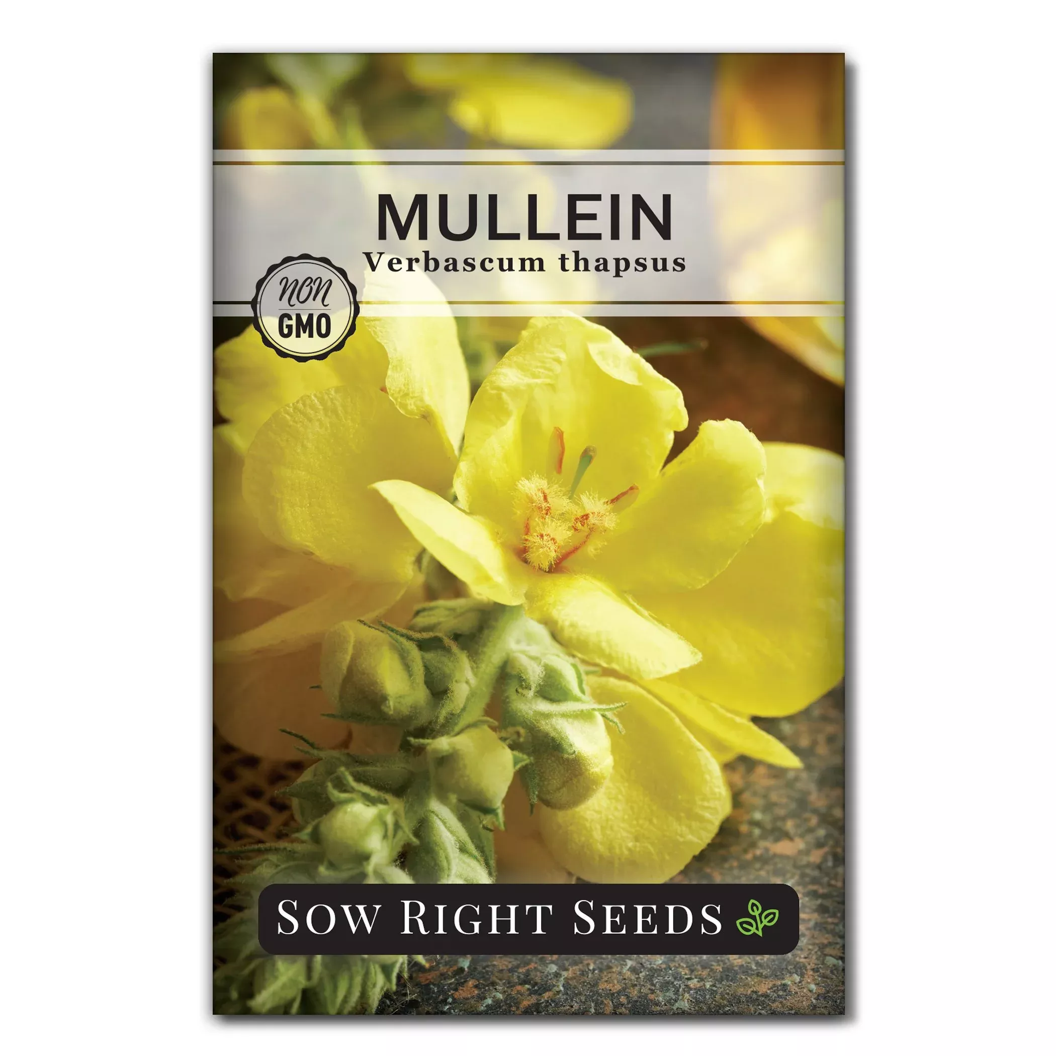 mullein-seeds Mullein Seeds
