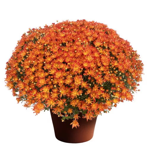 mums-garden-lucy-bronze-bicolor Mums (Garden Lucy Bronze Bicolor)