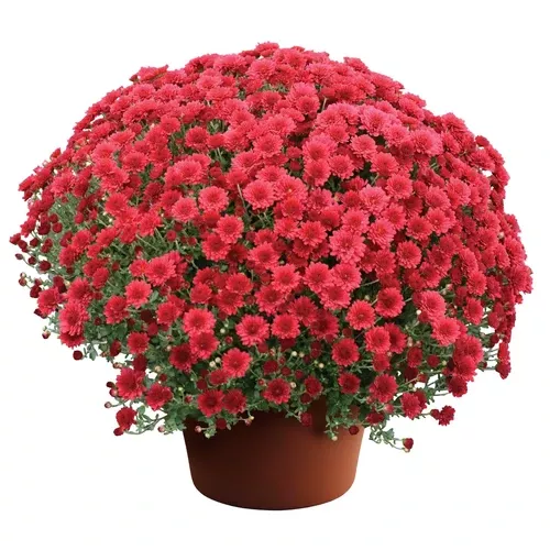 Mums (Garden Wanda Red)