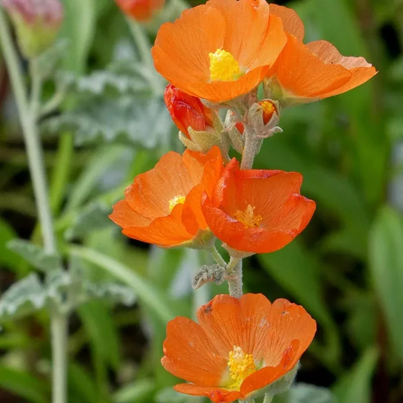 munro-s-globe-mallow-sphaeralcea Munro's Globe Mallow (Sphaeralcea)