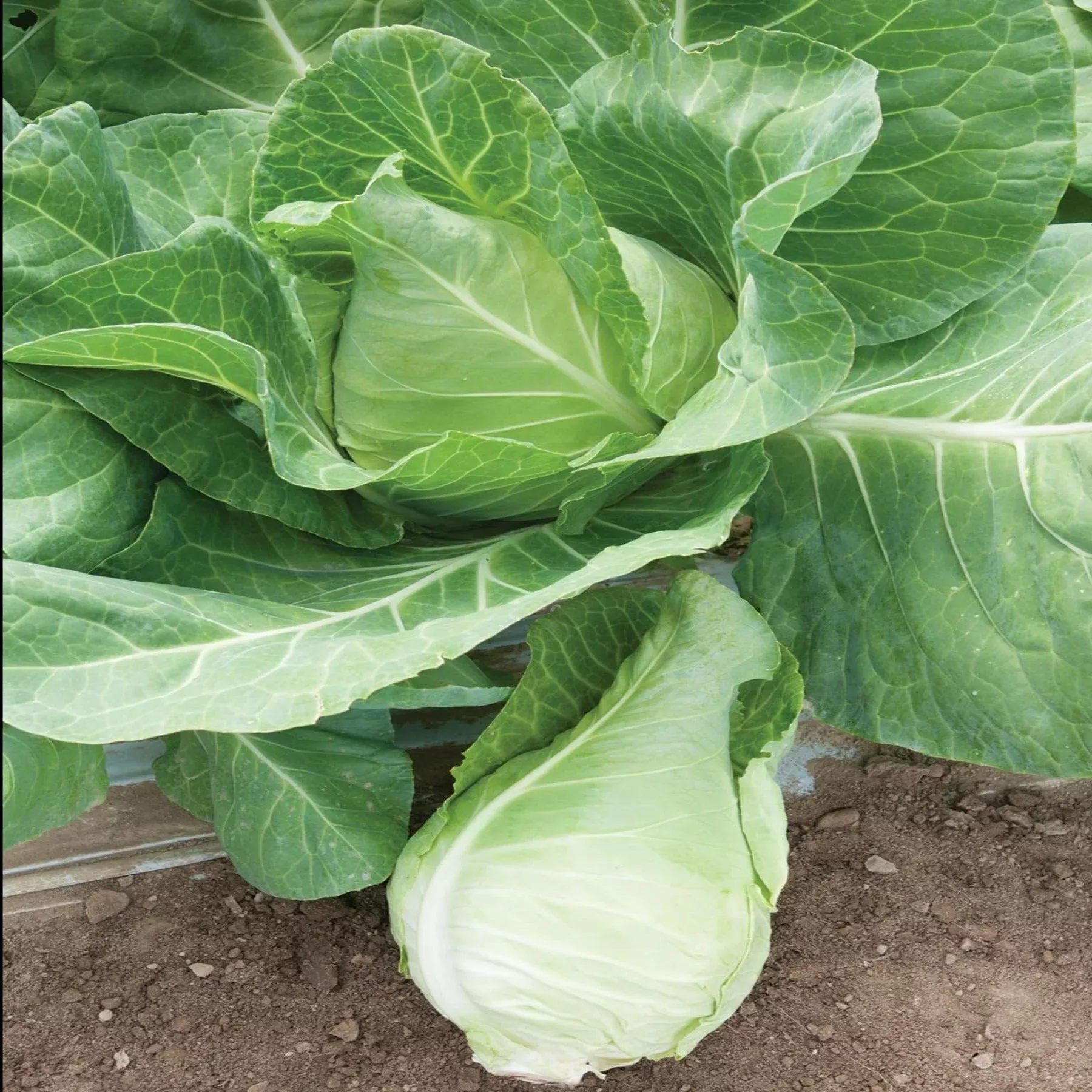 murdoc-pointed-head-cabbage-seeds Murdoc Pointed Head Cabbage Seeds